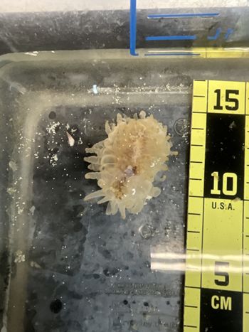 Media type: image;   Invertebrate Zoology 166679 Description: Digital photograph of specimen in life.;